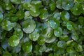 Centella asiática: propiedades, para qué sirve y cómo usarla en skincare