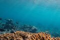 Colágeno marino: para qué sirve, beneficios y cómo tomarlo