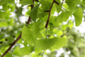 Ginkgo biloba: propiedades, beneficios y para qué sirve