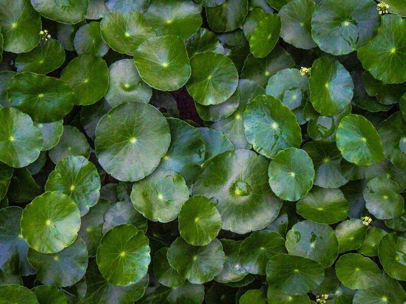 Centella asiática: propiedades, para qué sirve y cómo usarla en skincare
