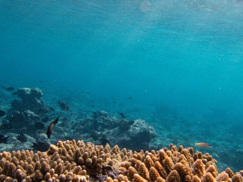 Colágeno marino: para qué sirve, beneficios y cómo tomarlo