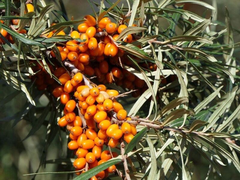 Espino amarillo: propiedades y beneficios