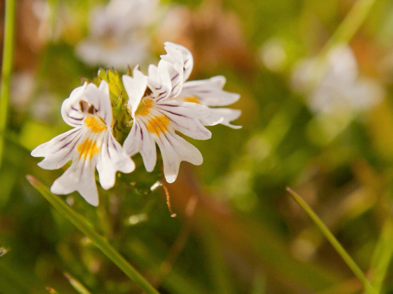 Eufrasia: propiedades, beneficios y usos para los ojos