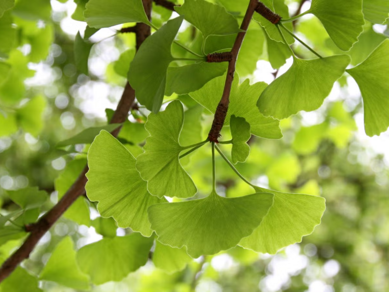 Ginkgo biloba: propiedades, beneficios y para qué sirve