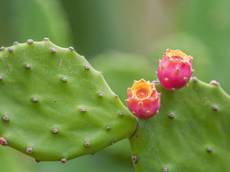 Mantén tu peso a raya con opuntia
