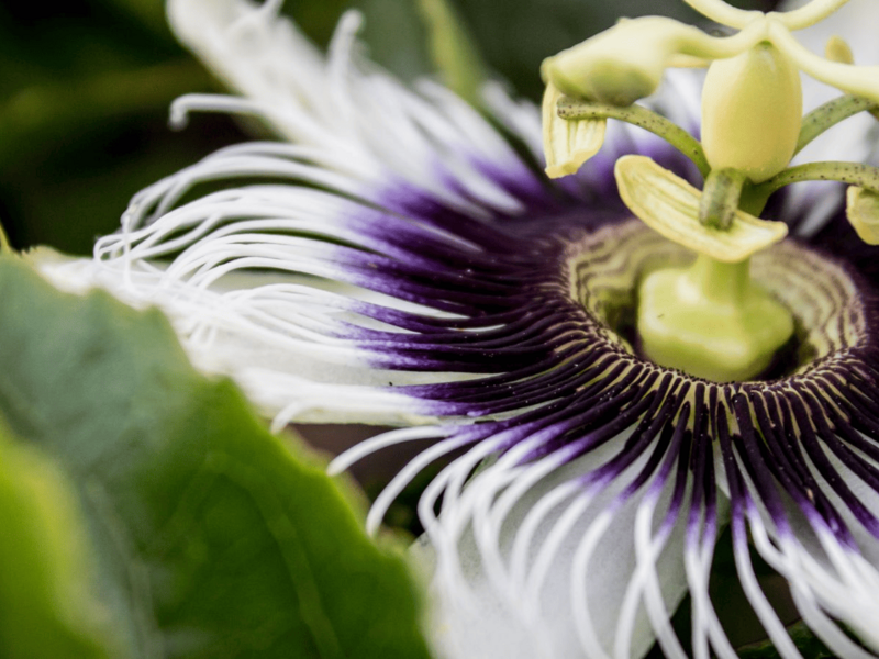 Pasiflora: propiedades y contraindicaciones