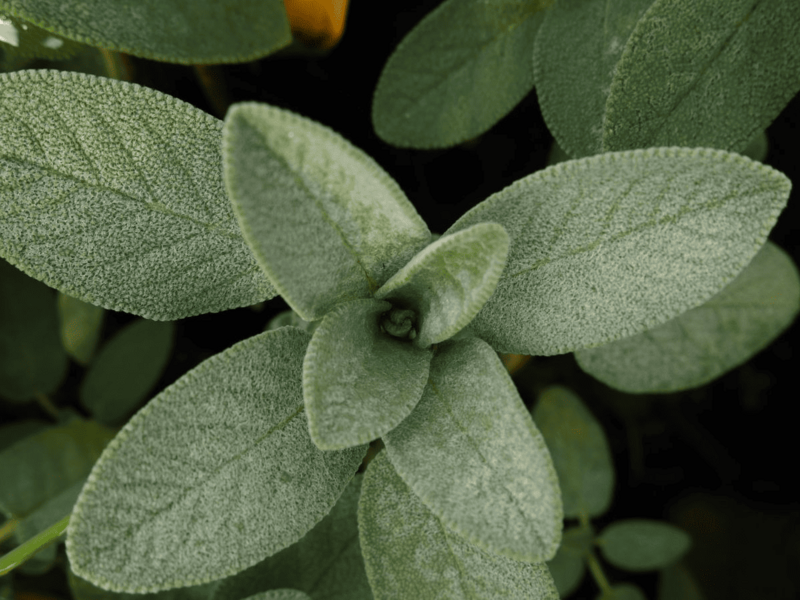 Salvia: propiedades, usos y contraindicaciones de esta planta milenaria