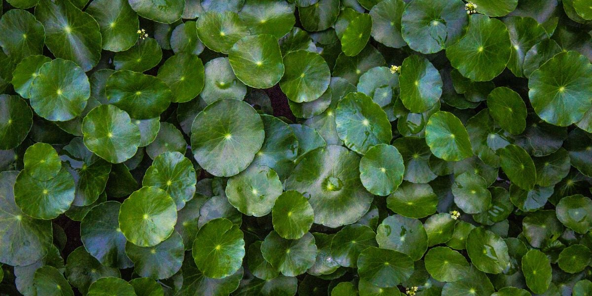 Centella asiática: propiedades, para qué sirve y cómo usarla en skincare
