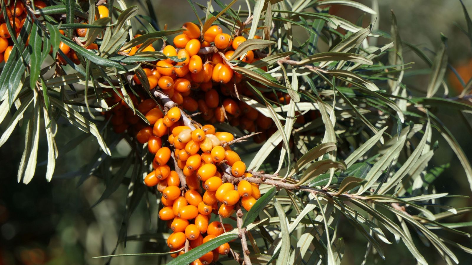 Espino amarillo: propiedades y beneficios