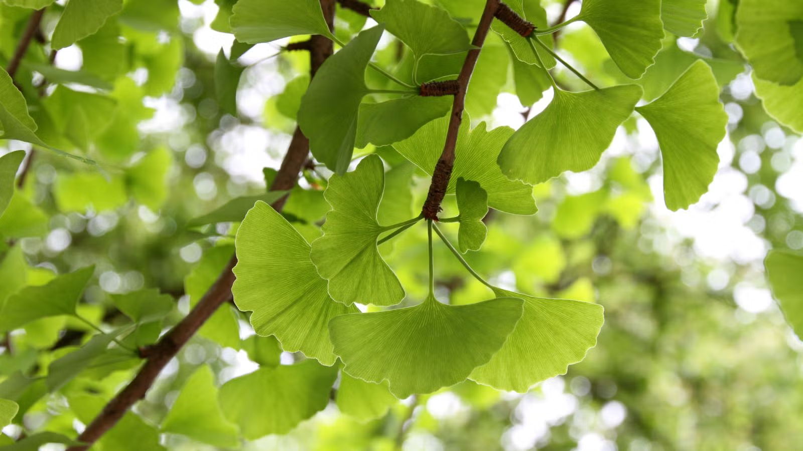 Ginkgo biloba: propiedades, beneficios y para qué sirve
