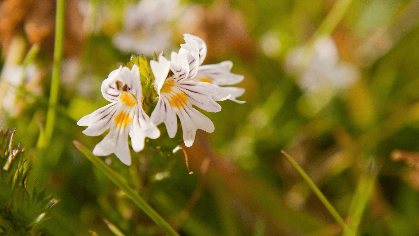 Eufrasia: propiedades, beneficios y usos para los ojos