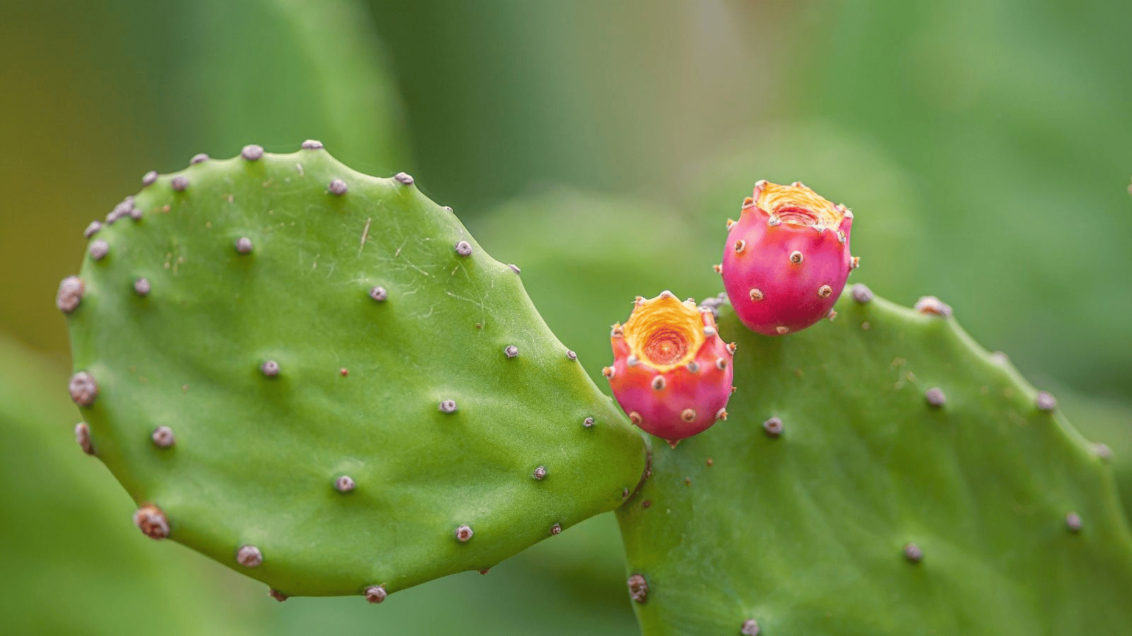Mantén tu peso a raya con opuntia