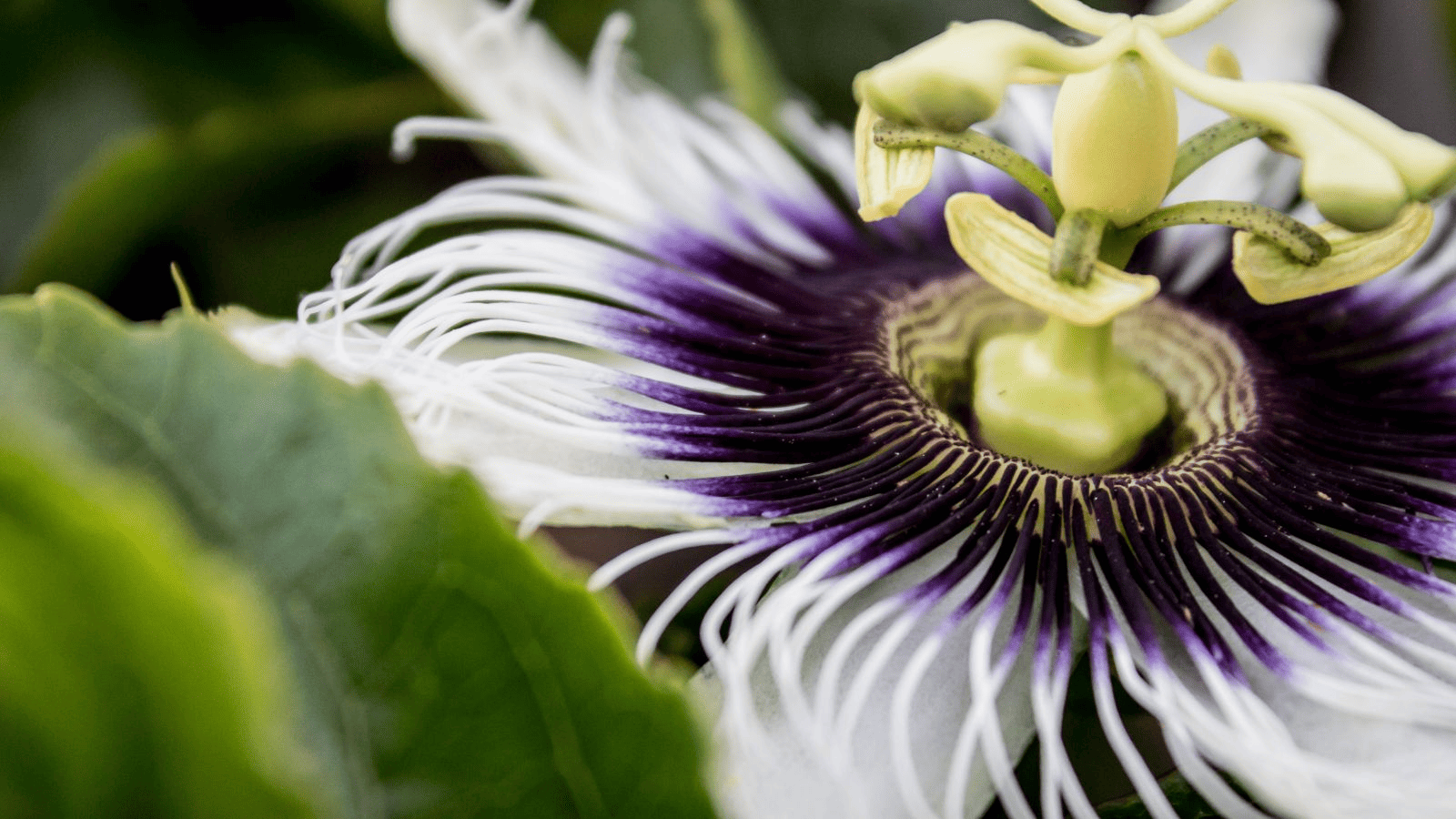 Pasiflora: propiedades y contraindicaciones