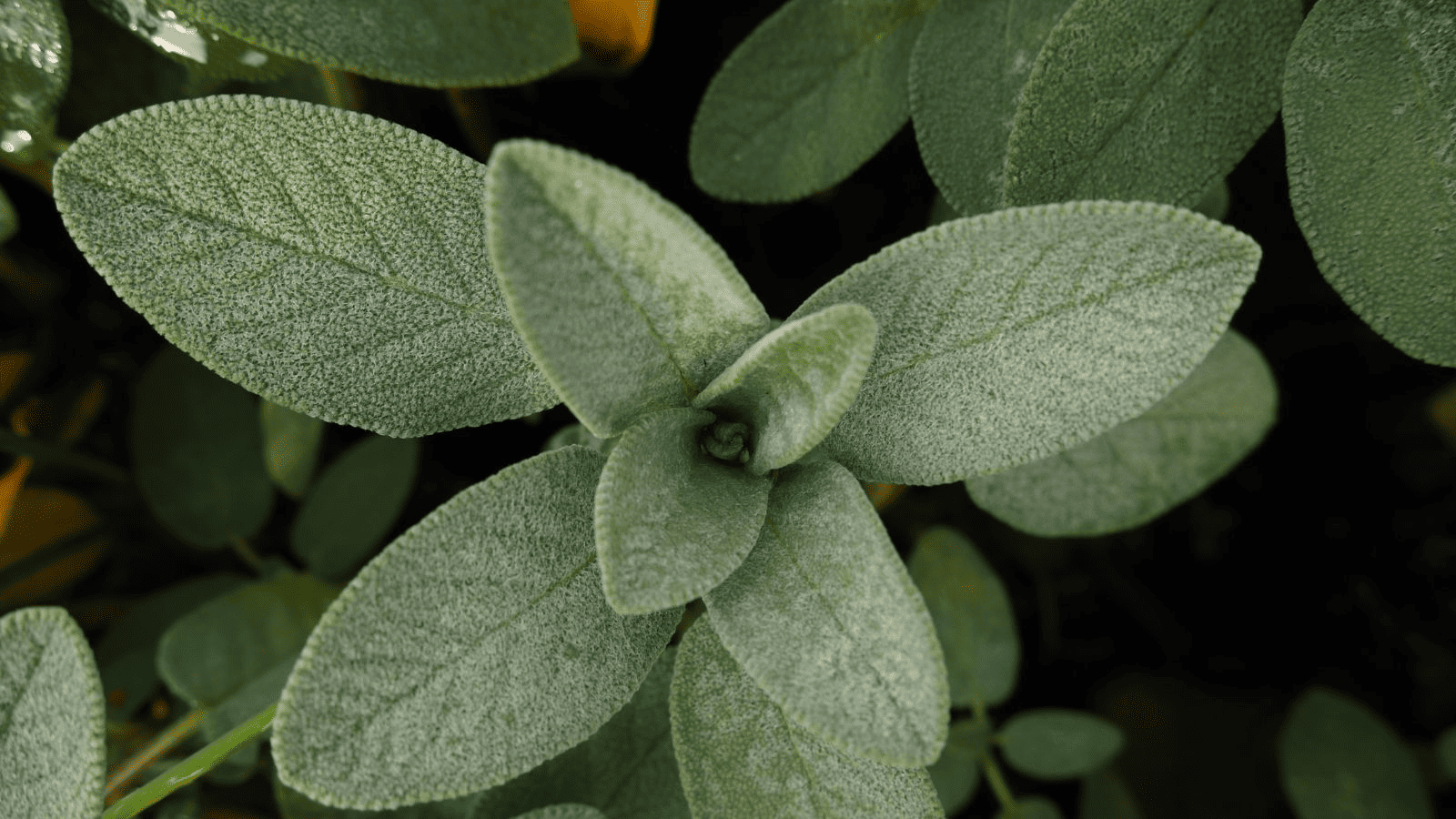Salvia: propiedades, usos y contraindicaciones de esta planta milenaria