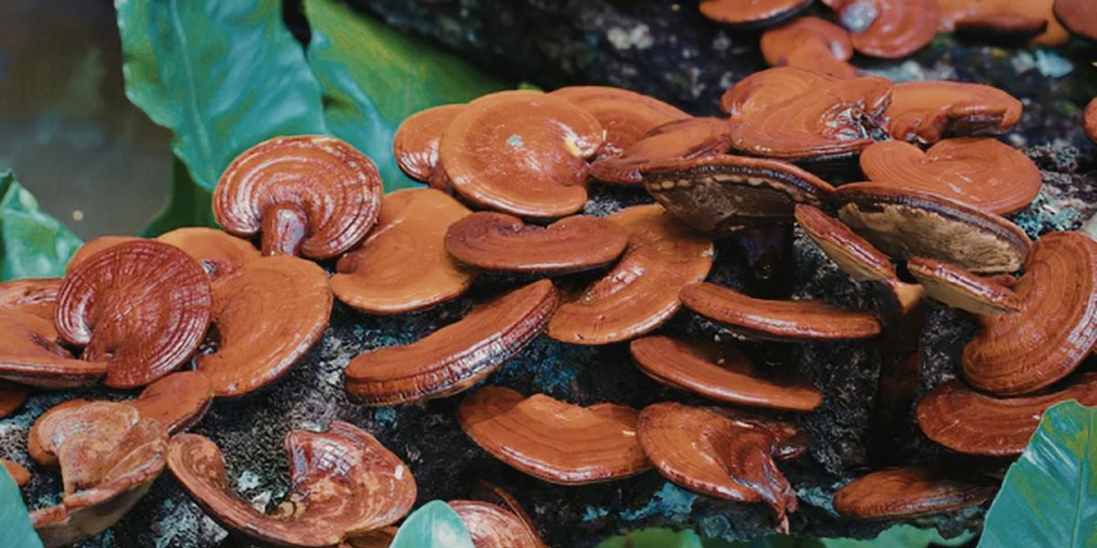 Hongos y salud: un viaje a sus propiedades naturales