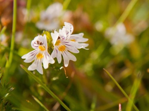 flor de eufrasia