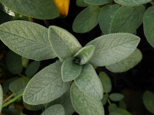 salvia-propiedades-usos-contraindicaciones Hoja de salvia