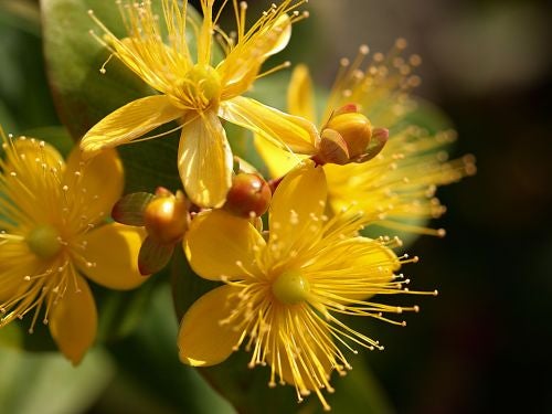 flor de hiperico