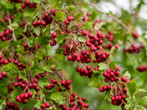 espino-blanco-propiedades